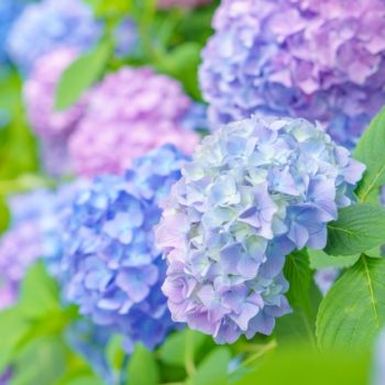 川崎市結婚相談所