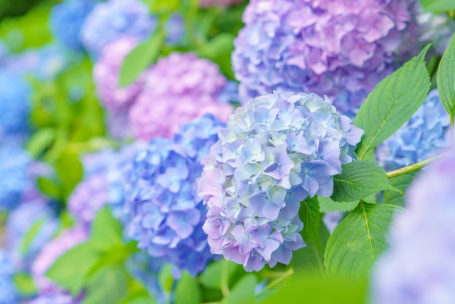 川崎市結婚相談所
